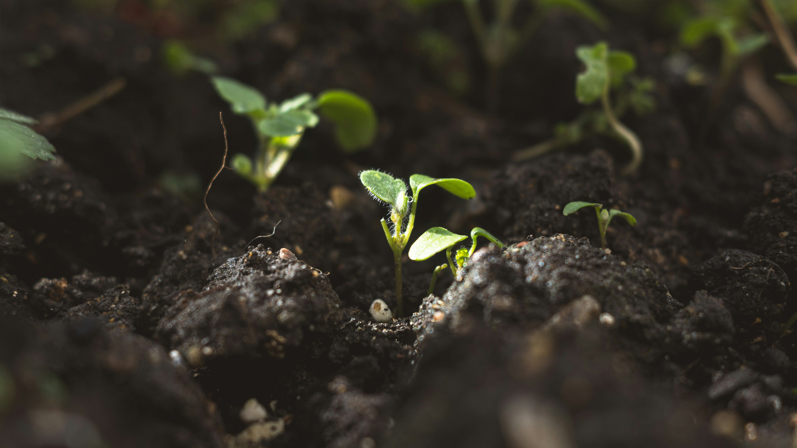 Grønne spirer i mørk god jord