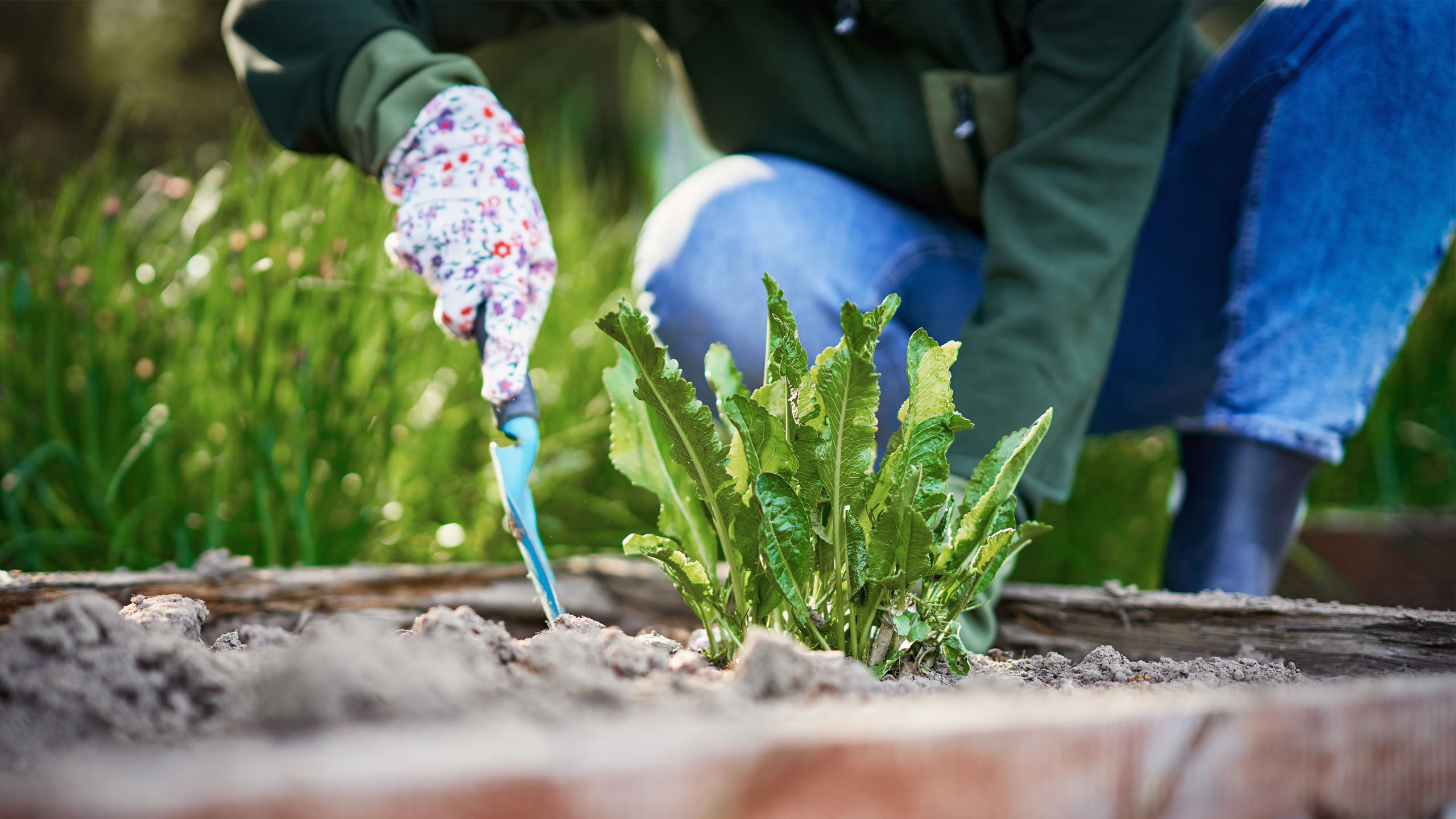 Bilde til artikkelen Hva gjør du med jord som inneholder fremmede arter?